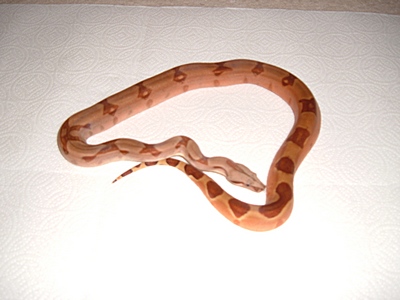 Pastel Hypo female