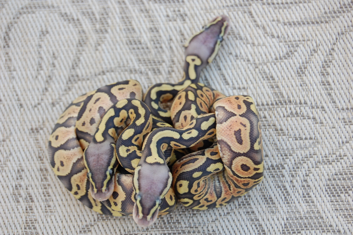 pastel hypos from phypo and grey hypo