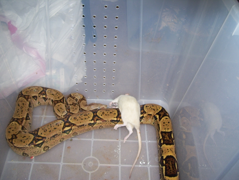pastel male breeder