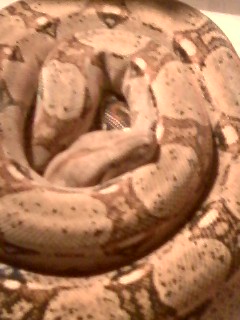 pastel male