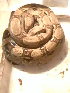 pastel male