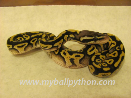 Pastel Mystic Ball Python
