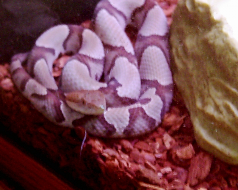 pastel northern copperhead