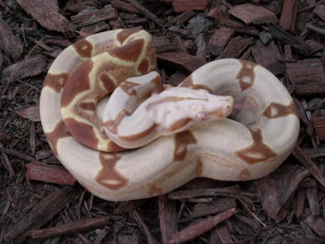 pastel sharp sunglow