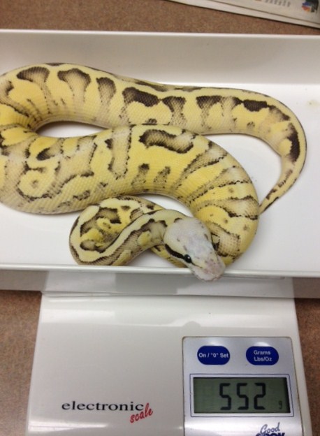 Pastel Vanilla Scream YB