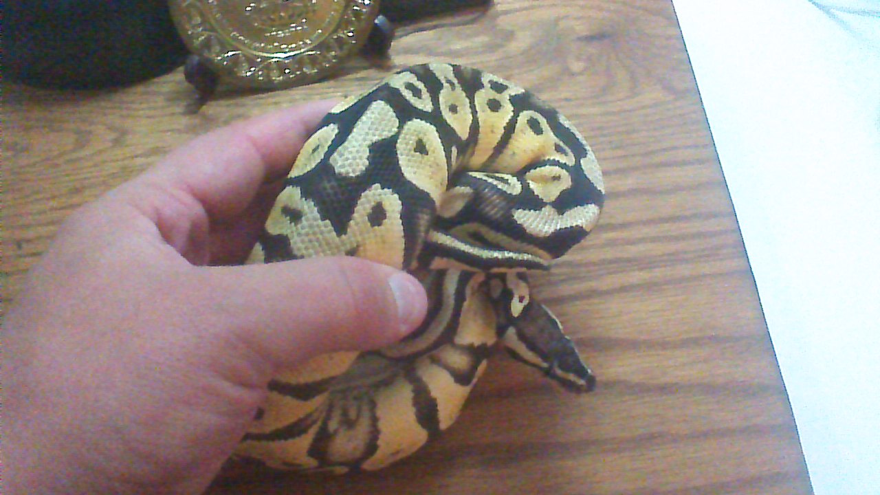 pastel yb 2