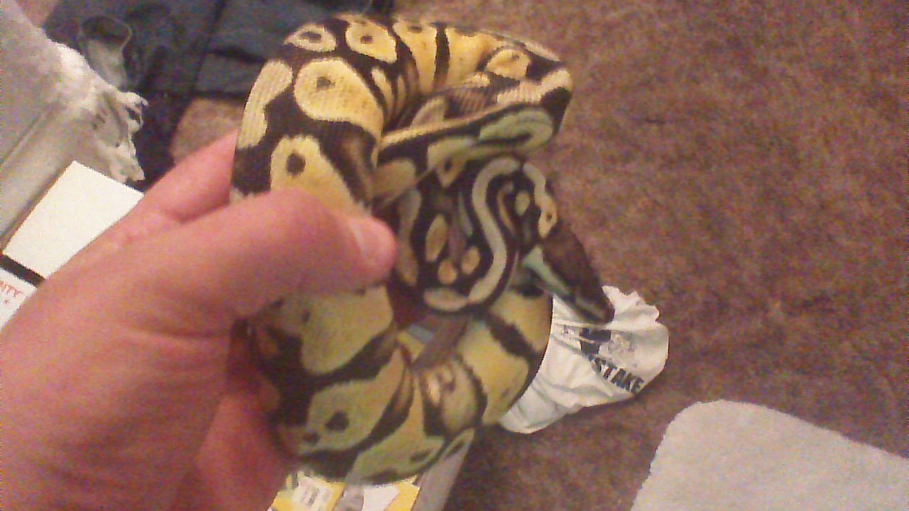 pastel yb 3