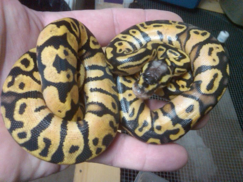 pastel yellow bellies 1