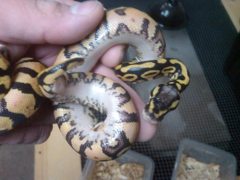 pastel yellow bellies 2
