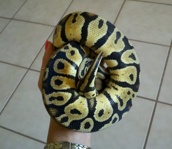 pastel
