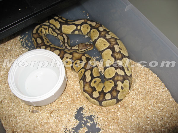 pastel_ovulation