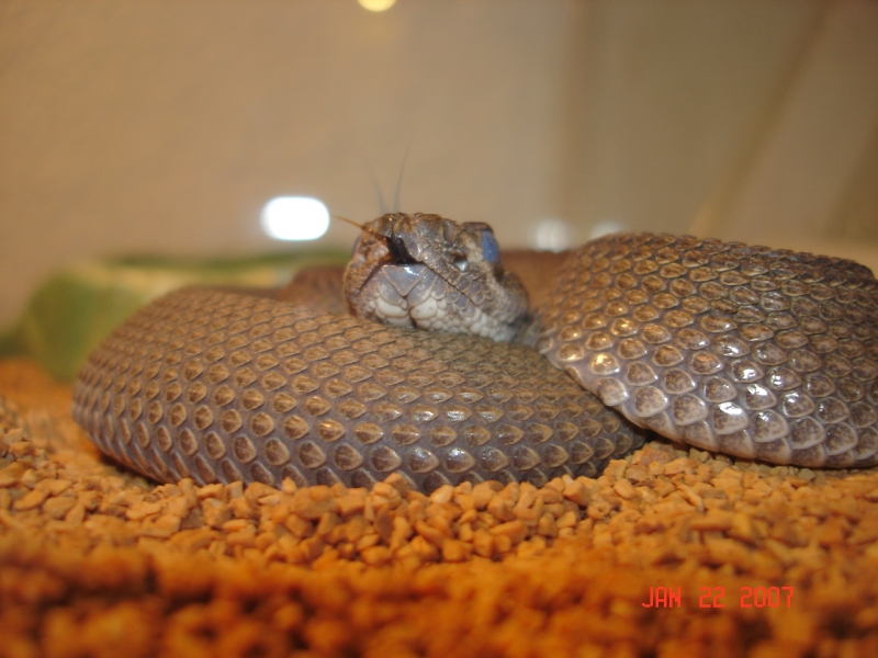 patternless atrox