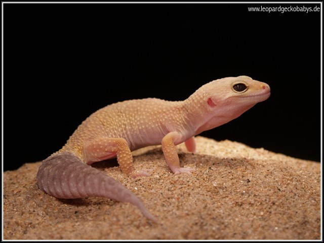 Patternless female