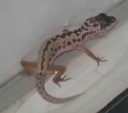 Patternless Hatchling