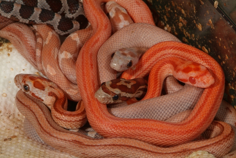Patternless Lavender Corn