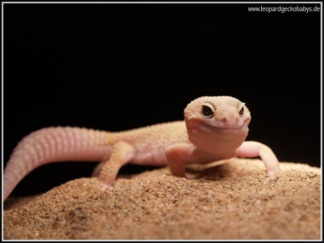 Patternless male