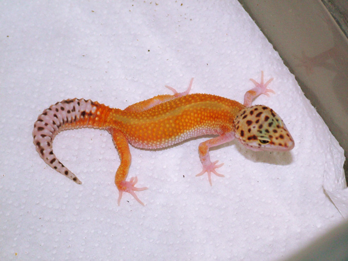 Patternless Red Stripe?