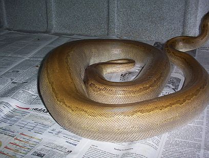 Patternless Rock Male6
