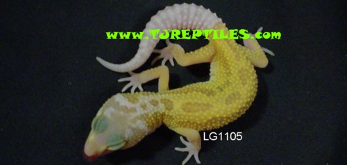 Patternless