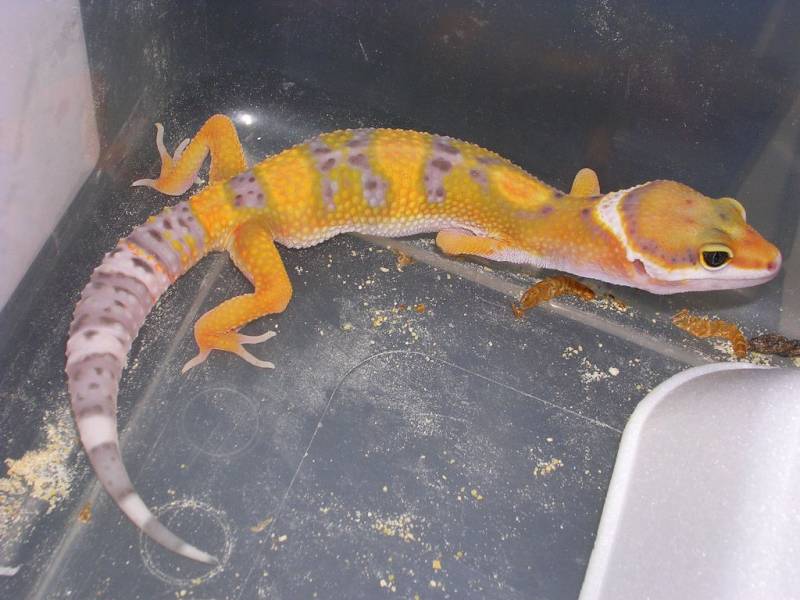 Pauly showing some awesome color