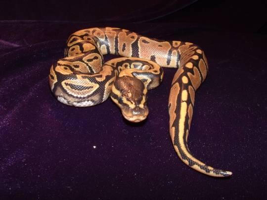 Peach colored baby ball pyton