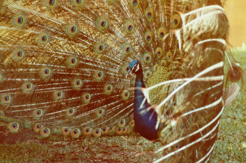 Peacock photo