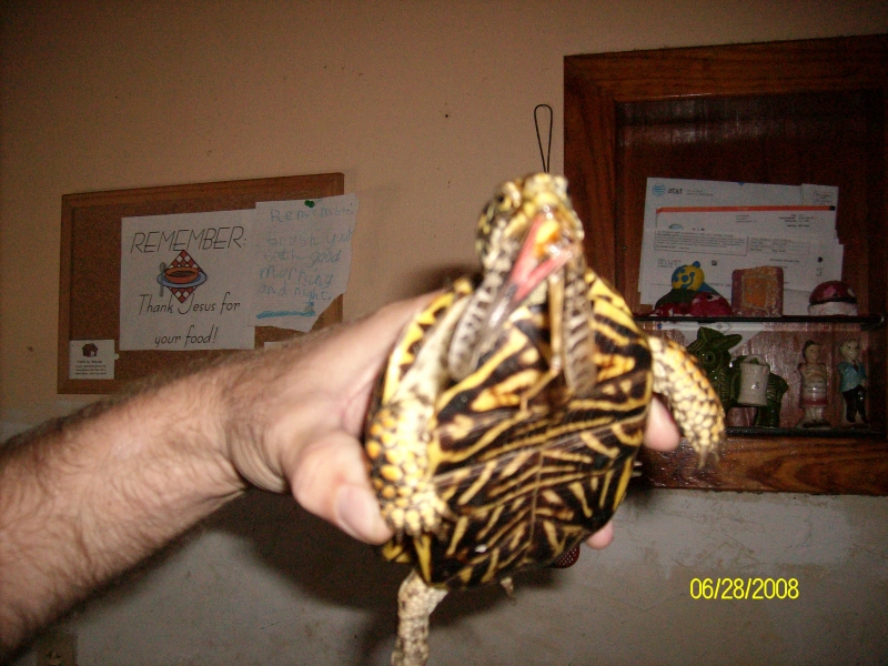 Peanut_Butter_eating_his_GIANT_grasshopper