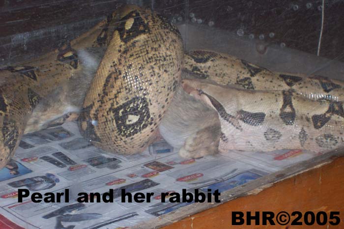 Pearil with a rabbit