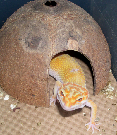 peek a boo