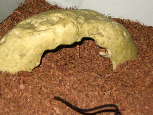 peek a boo!