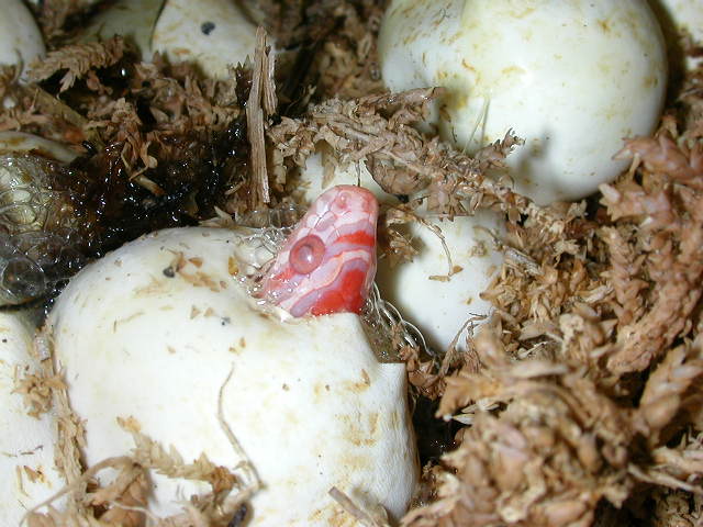 PeeksBabies006