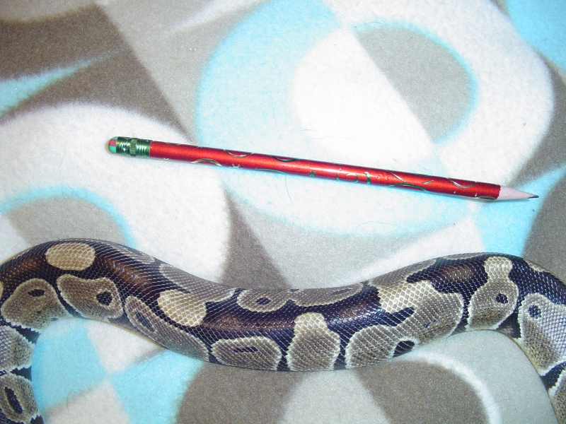 Pencil Thin