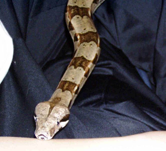 Pepper again