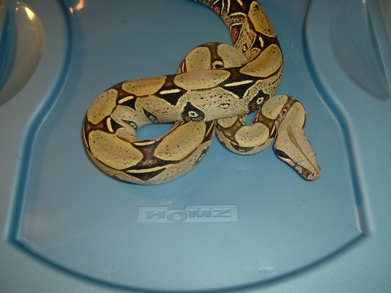 Peruvian Male