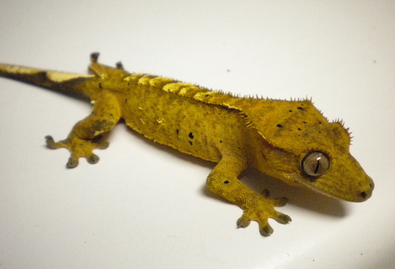 Petri