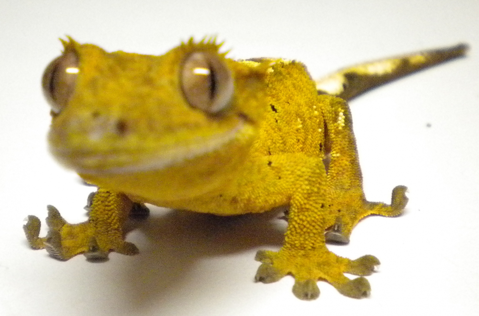 Petri