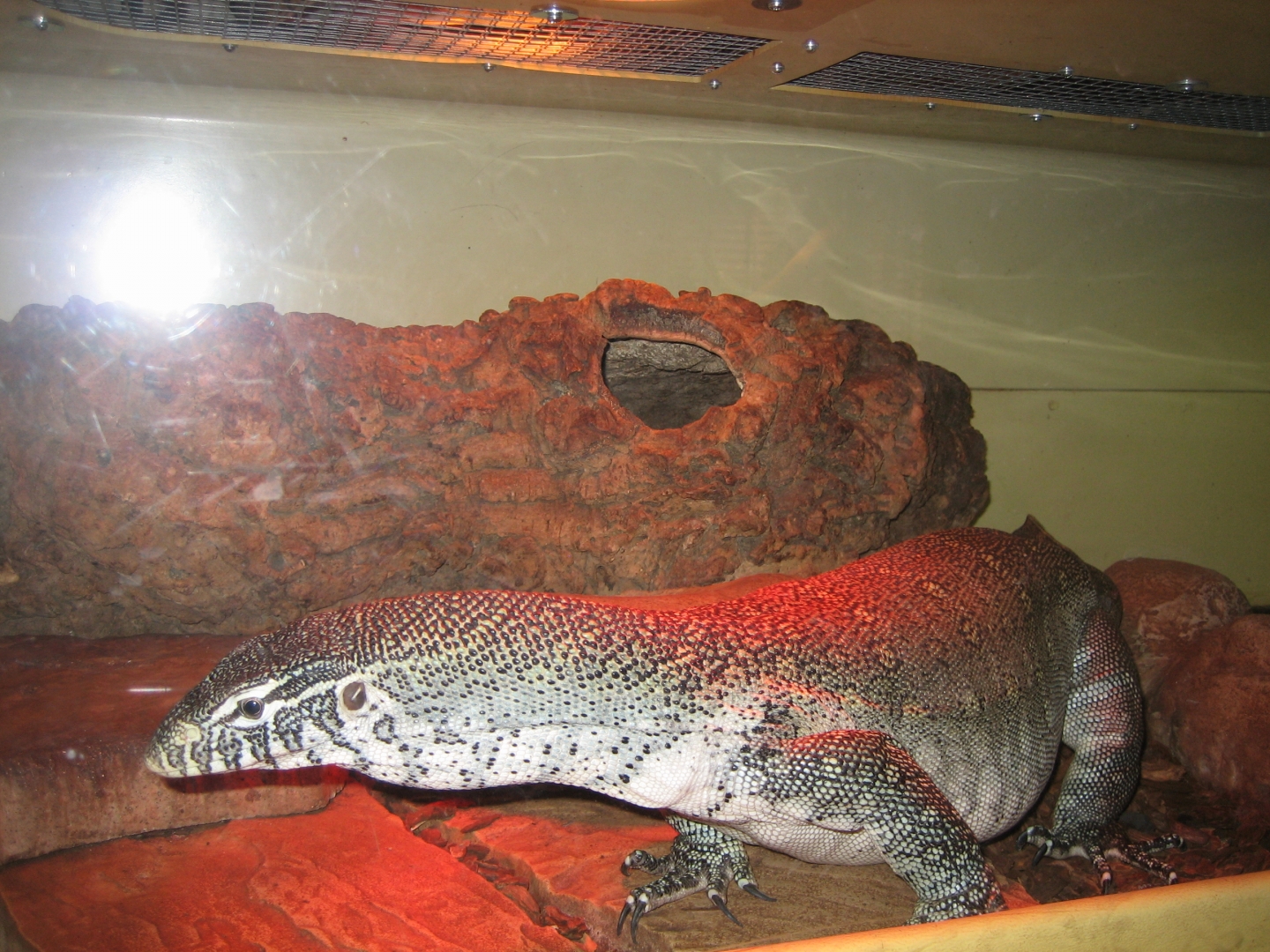 pets_12-22-09-1_1_