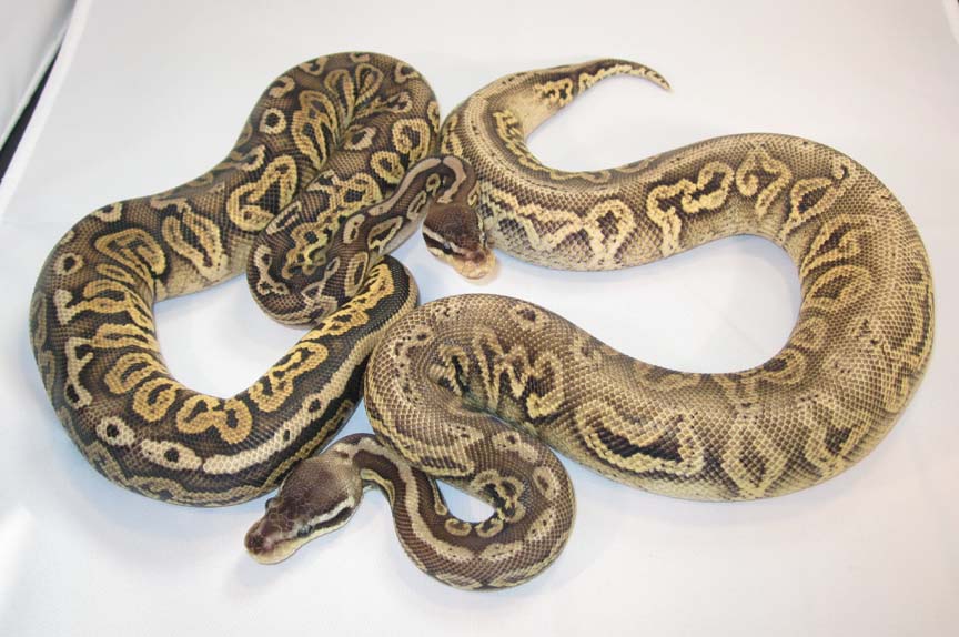Pewter Belly