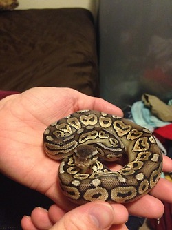 Phaedra the Pewter
