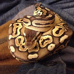 Phaedra the Pewter