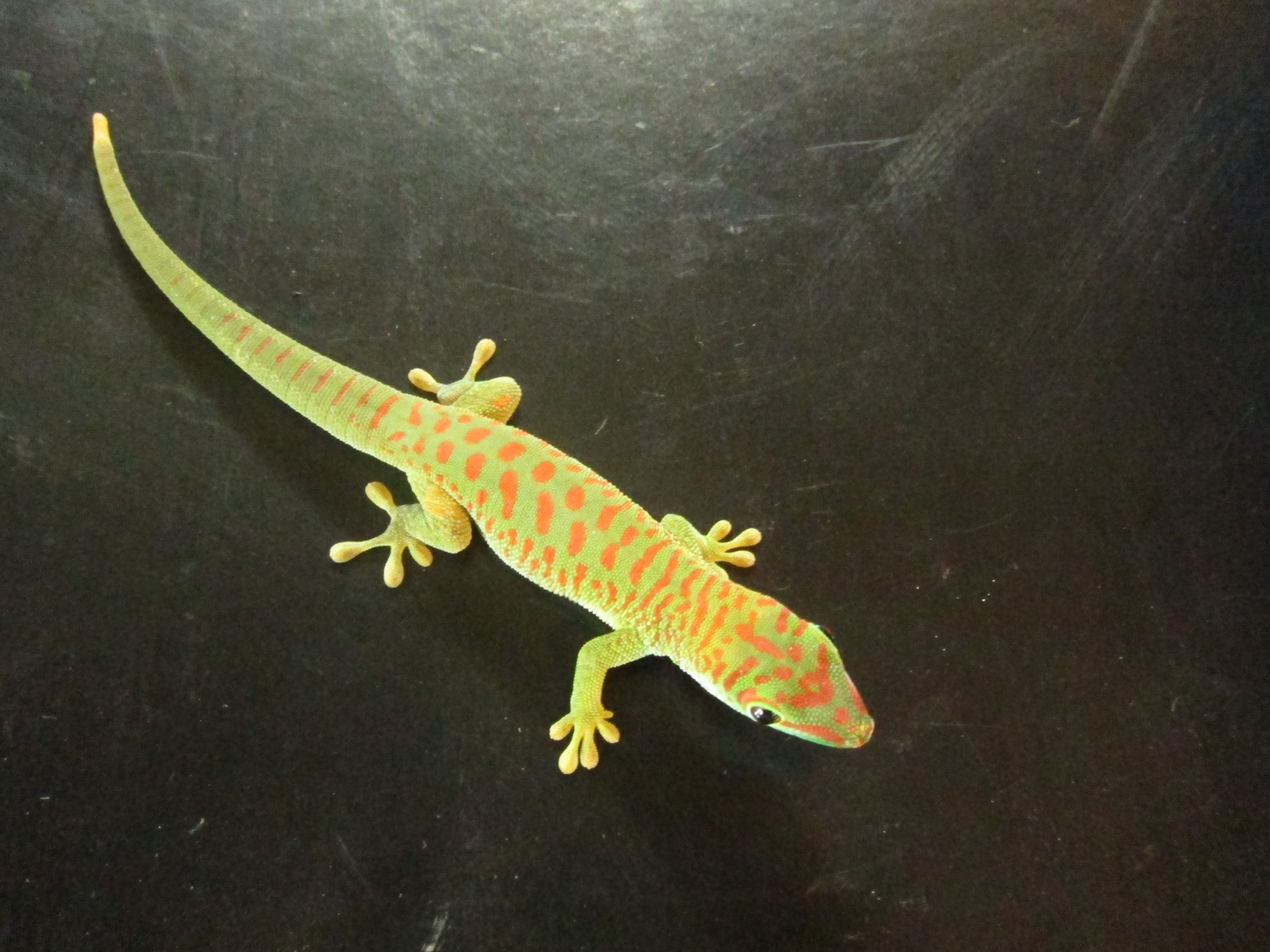 Phelsuma grandis female