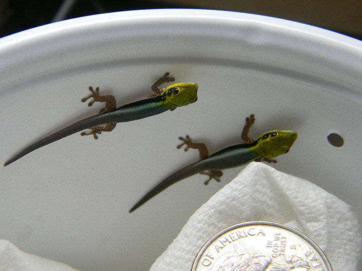 Phelsuma Klemmeri