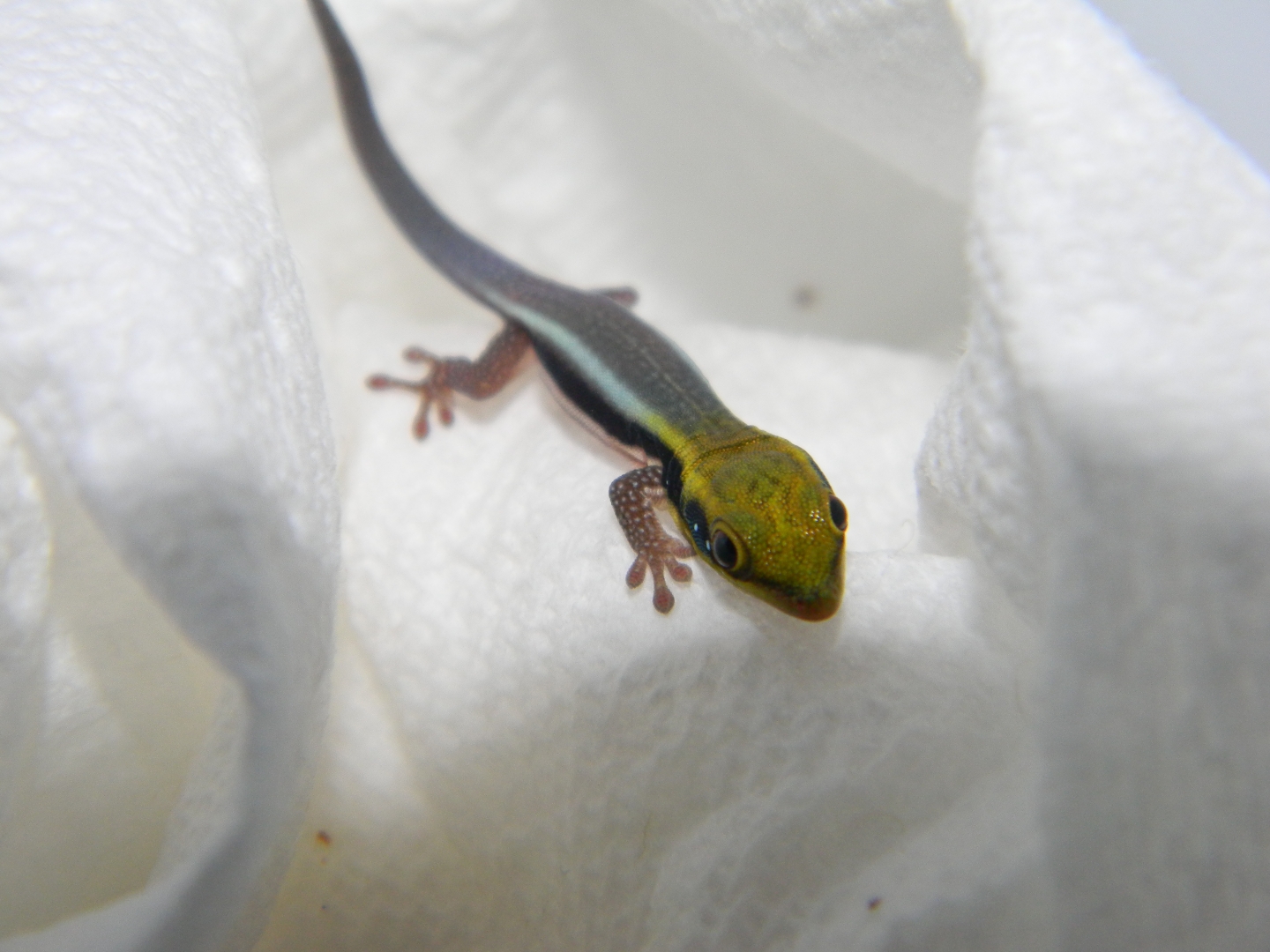 Phelsuma Klemmeri