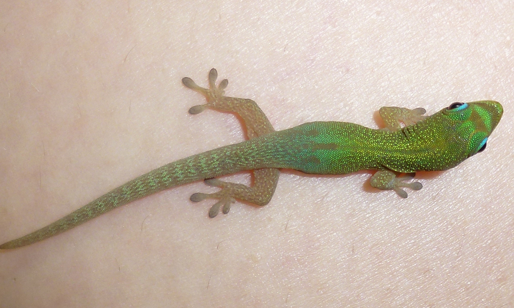 Phelsuma laticauda