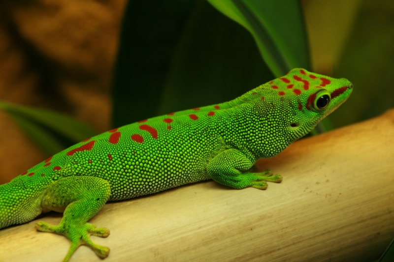 Phelsuma M. Grandis
