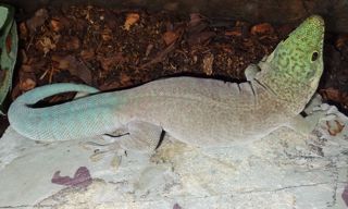 Phelsuma standingi adult female