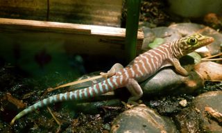Phelsuma standingi hatchling
