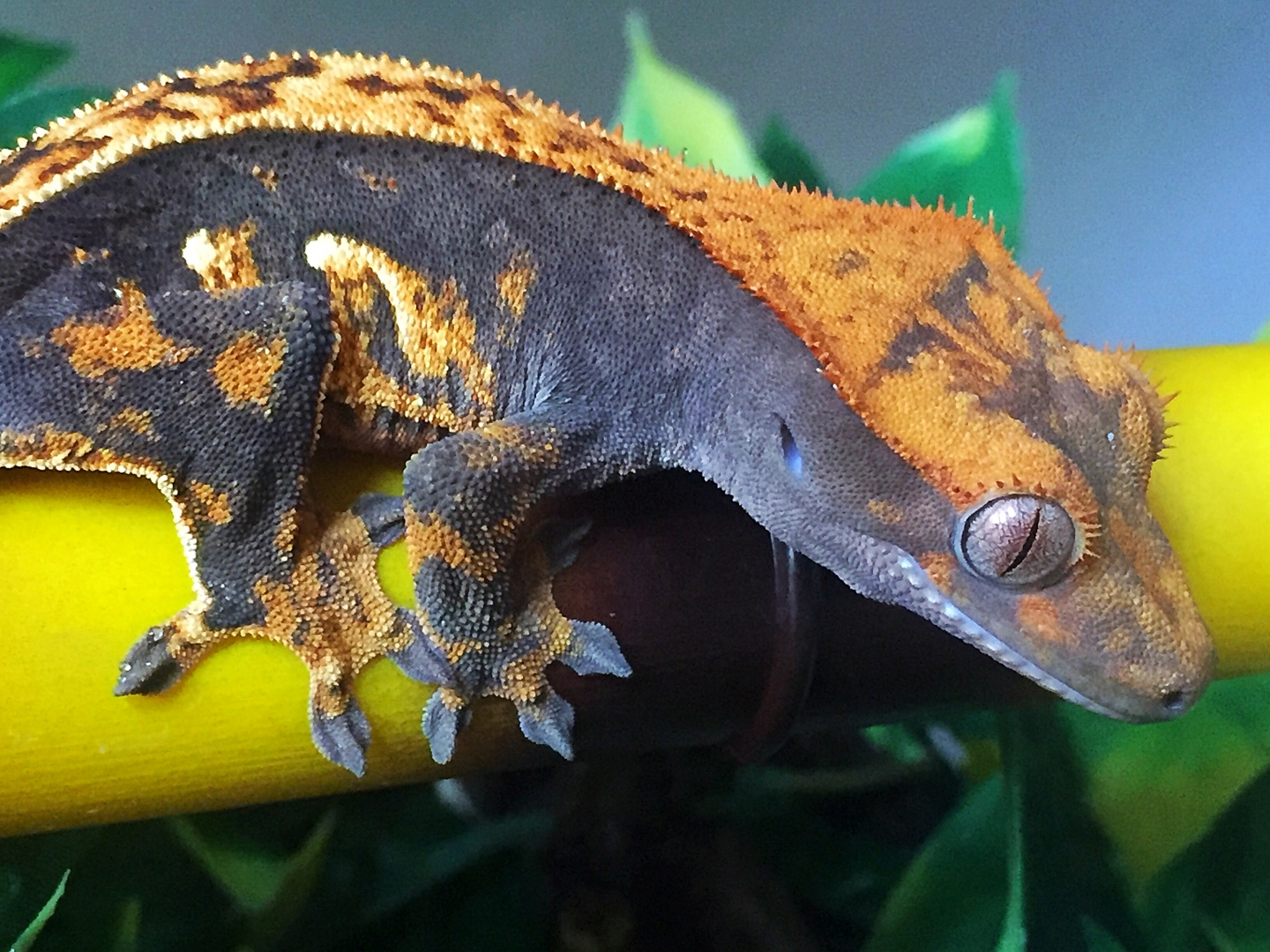 Phoenix from Gecko Garden