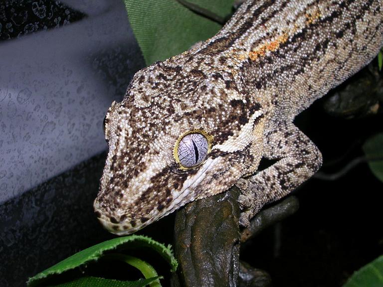 Photo of "Dark" Gargoyle....