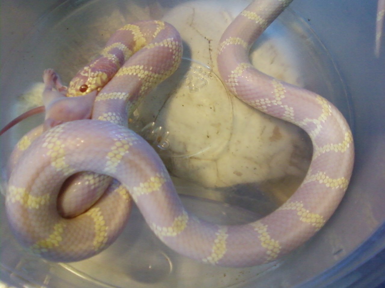 Photo184_Cali_X_Jurassic_het_anery_